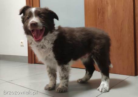 Rasowy Border Collie -  piękny pies czekoladowo-biały