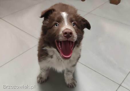 Rasowy Border Collie -  piękny pies czekoladowo-biały