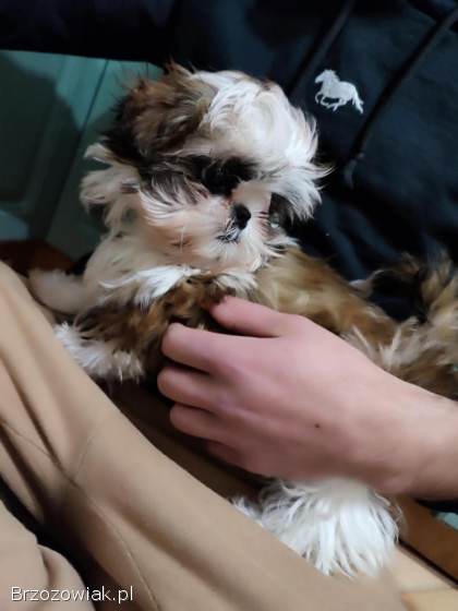 Shih tzu,  miniatura,  suka z rodowodem,  czysta rasa