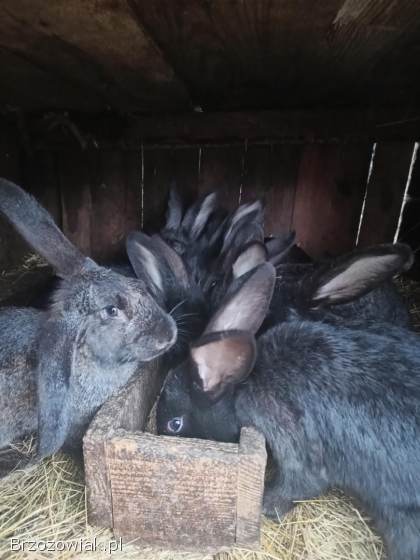 Króliki młode samice i samce zadbane różne kolory