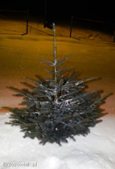 Choinki świąteczne cięte i kopane świerk pospolity,  świerk srebrny