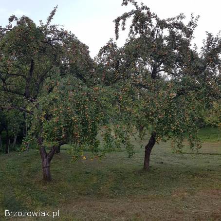 Sok jabłkowy 5l,  tłoczony na zimno,  100 naturalny