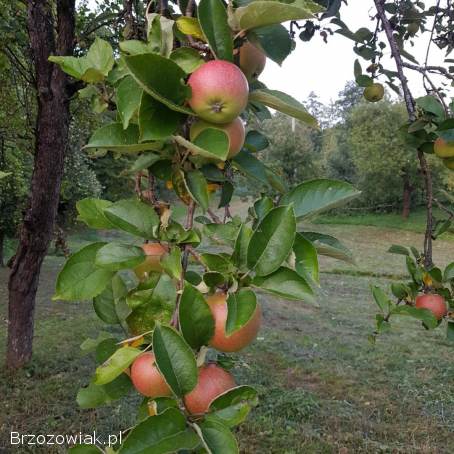 Sok jabłkowy 5l,  tłoczony na zimno,  100 naturalny