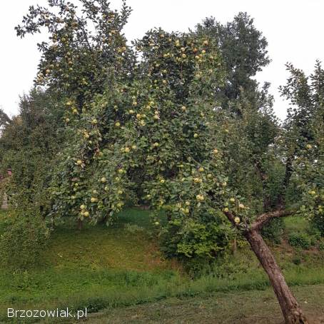 Sok jabłkowy 5l,  tłoczony na zimno,  100 naturalny