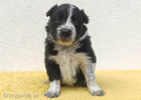 BORDER COLLIE rasowy szczeniak z hodowli,  pełna dok.  hodowlana