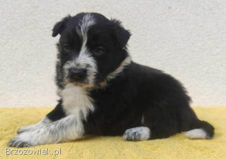 BORDER COLLIE rasowy szczeniak z hodowli,  pełna dok.  hodowlana