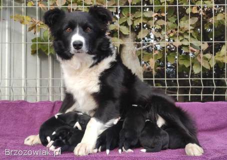 BORDER COLLIE rasowy szczeniak z hodowli,  pełna dok.  hodowlana