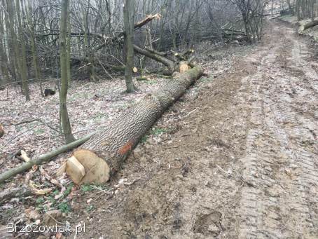 Dąb kłoda,  dłużyca drzewo dąb deski stopnie shcoy drzwi dab