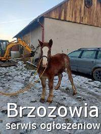 Źrebica kasztanka