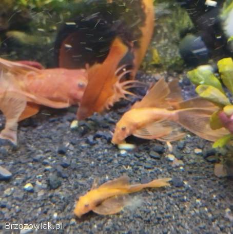 Glonojady super red welonowe