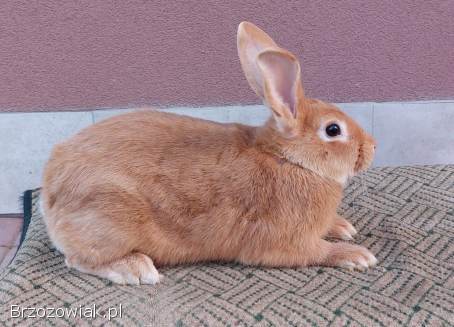 Sprzedam króliki burgundzkie