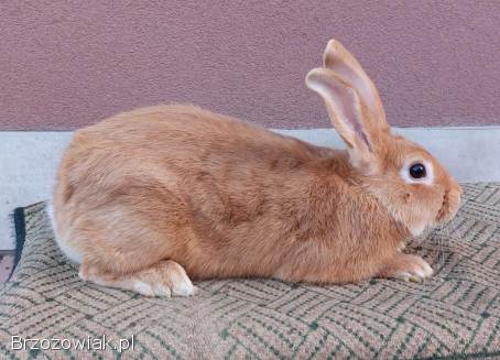 Sprzedam króliki burgundzkie