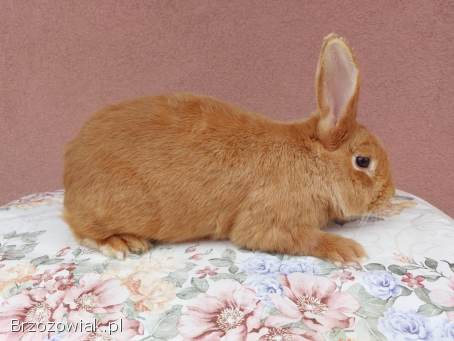 Sprzedam króliki burgundzkie