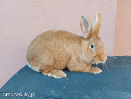 Sprzedam króliki burgundzkie