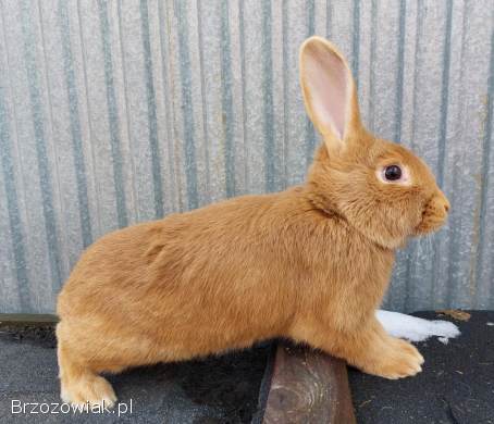 Sprzedam króliki burgundzkie