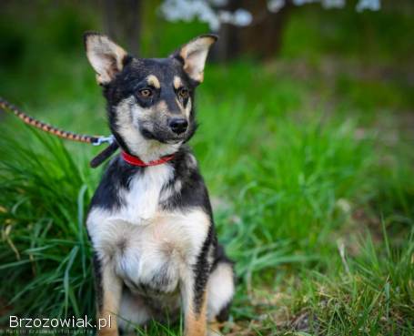 Foxi -  nieduża,  niekonfliktowa,  łagodna sunia!