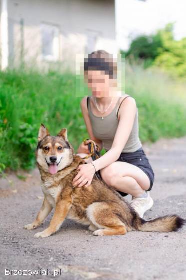 Rambuś -  łagodny,  nieduży psiak szuka domu!