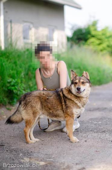 Rambuś -  łagodny,  nieduży psiak szuka domu!