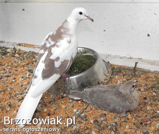 Gołębie cukrówki