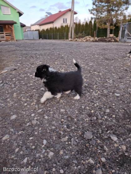Pieski