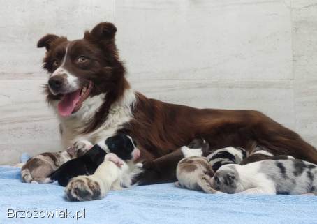 Rasowy sczeniak Border Collie maści merle z hodowli z pełną dok.