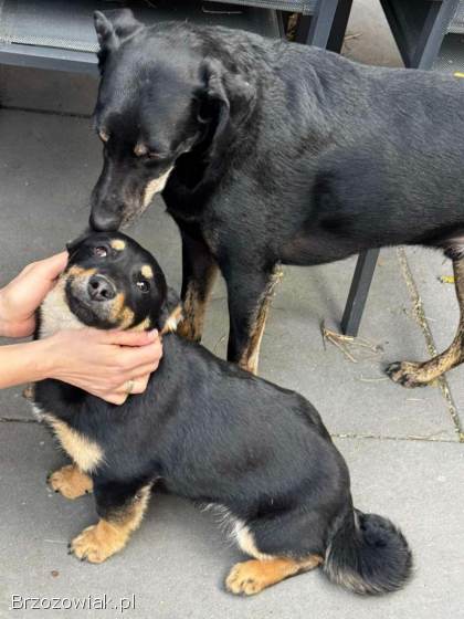 Gucio,  wesoły szczeniaczek do adopcji