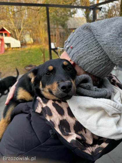 Gucio,  wesoły szczeniaczek do adopcji
