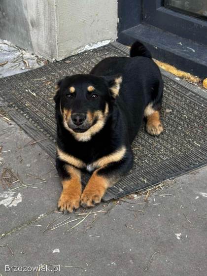 Gucio,  wesoły szczeniaczek do adopcji