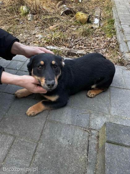 Gucio,  wesoły szczeniaczek do adopcji