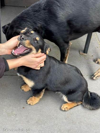 Gucio,  wesoły szczeniaczek do adopcji